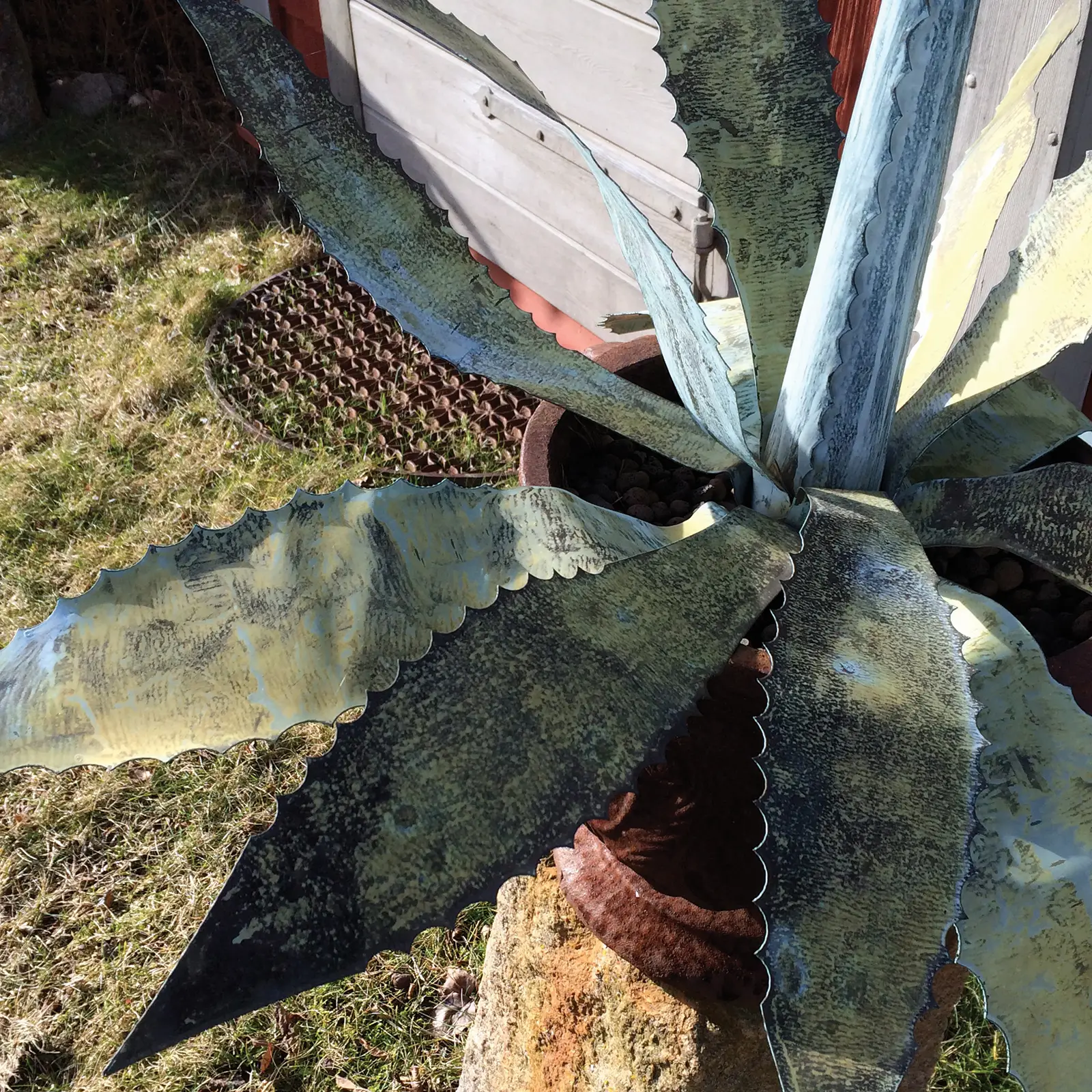 Gysinge Agave kobberplante 15 blad grønn