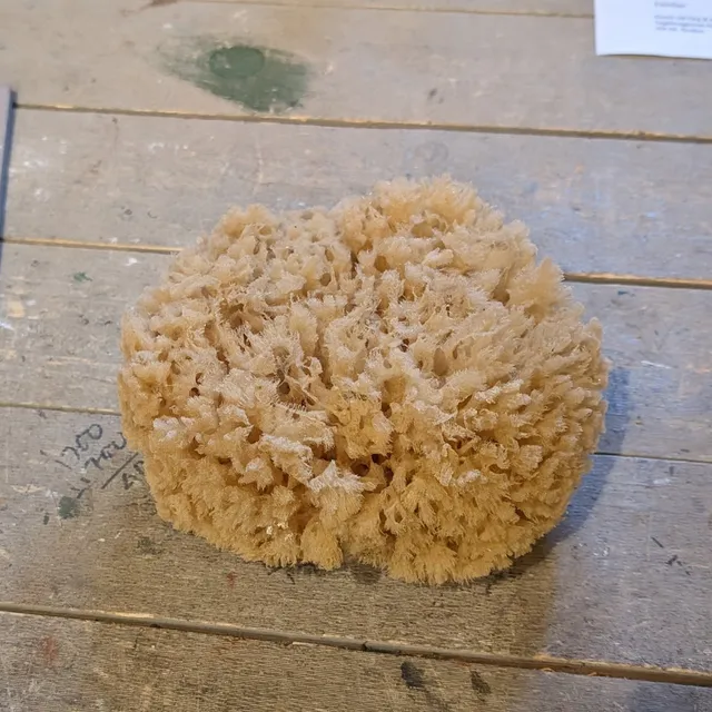 Ovolin Natursvamp til vask og lasering 15 cm