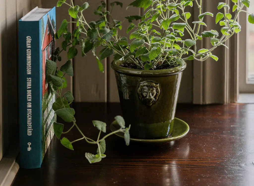 Gysinge Lejonkruka blomsterpotte liten hånddreid